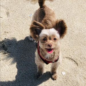 Meet your Posher, Shirley